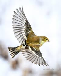 Image result for Ipomoea papilio