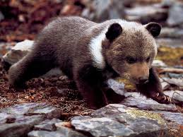 Black Bear Vs Grizzly Bear Size Difference Pin On Bears