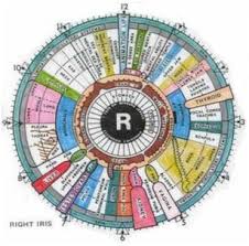 10 conditions that iridology can detect better living