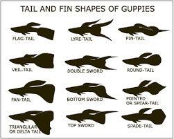 Tail Fin Shapes Of Guppies Scales Tails Wings And Things Fancy Guppy Care Guppy Fish Guppy Swordtail Fish