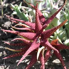 Image result for Orbea paradoxa