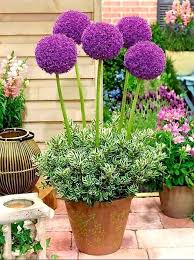 Pin By Sodre On Flores Orquideas E Rosas Allium Flowers Container Flowers Plants
