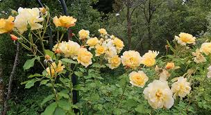 Image result for Autumn Rose 1958 Kelvinator