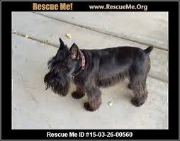 Schnauzer Rescue Arizona Schnauzer Schnauzer Dogs Post Animal