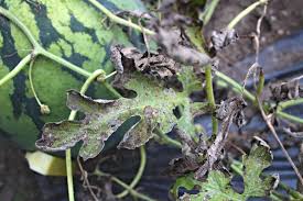 Downy Mildew – Rose Tree Garden