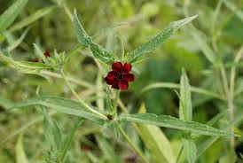 Image result for Aspilia kotschyi