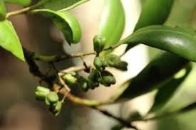 Image result for Tricalysia acocantheroides