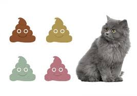 is my cats poop normal cat poop chart with pictures