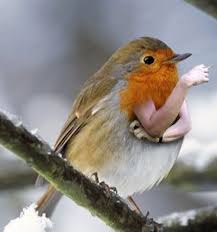 Birds With Human Arms Video Anorak Birds With Arms It Just Makes Sense Animals European Robin Robin Redbreast