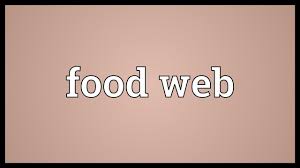 This food chain starts from herbivore but food energy passes from larger to smaller organism without outright killing as in case of predator. Food Web Meaning Youtube