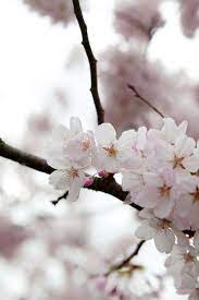 Cherry Blossom Image Via Cannelle Et Vanille Flowers Water Flowers Orange Flowers