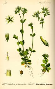 Image result for Cerastium glomeratum