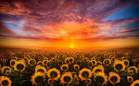 Wallpapermisc Red Sunflower Hd Wallpaper 11 1920 X 1200 Free Top High Quality Desktop Wallpaper In Sunflower Sunset Sunset Wallpaper Sunflowers Background