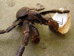 Seorang penyelidik dari kolej dartmouth menyifatkan aksi ketam kelapa atau 'robber crab' ini sebagai sesuatu yang luar. Kau Tahu Tak Ketam Kelapa