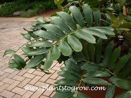 Image result for Zamia furfuracea