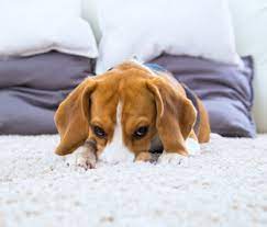 Since digging to cooler ground is not an option indoors, look to keep your digging at the carpet can be attributed to an instinctive behavior that goes back to your dog's ancestors. Why Does My Dog Dig In The Carpet