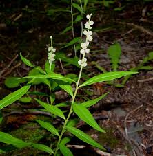 Image result for Polygala senensis