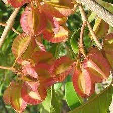 Image result for Combretum kraussii