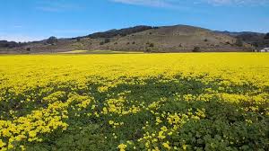 Growing up all my life in the bay area, the weather usually tends robert and i also noticed that it looks like people actually farm a lot of the wild flowers, especially the wild location: Half Moon Bay Field Of Yellow Flowers Youtube