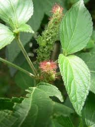 Image result for Ascolepis pusilla