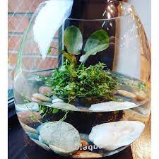 saorin0232 さんのinstagramをピンしています adaの侘び草 底には糸魚川のヒスイ海岸で拾った石と ヒスイの原石を aquarium アクアリウム アクアテラリウム エキノドルス ネフライト 新潟 糸魚川 糸魚川翡翠 ad diy plants low tech terrarium