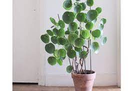 Come scegliere le piante da interno? Scopri La Pilea Peperomoides La Pianta Che Fa Impazzire Pinterest Casafacile