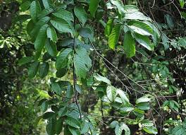 Image result for Uvaria