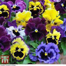 Maybe you would like to learn more about one of these? Pansy Frizzle Sizzle Mixed Plug Plants Thompson Morgan