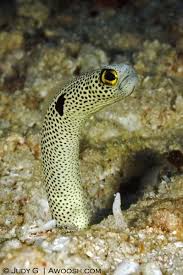Boo Spooky Eels From Around The World Spooky Animals Banda