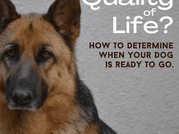 However, before you get in a panic, other researchers have found different results. How To Determine A Dog S Quality Of Life Pethelpful