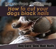 how to cut your dog s black nails