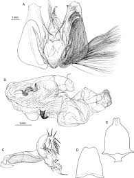 Image result for Basananthe apetala