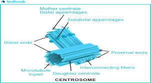 Image result for Centrostigma