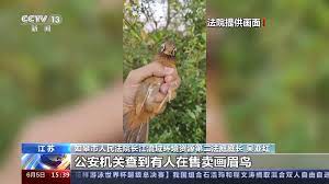 四男子非法猎售1263只画眉鸟，最高获刑五年半_北京日报APP新闻