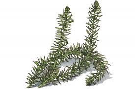 Image result for Huperzia bampsiana