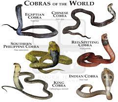 Cobras Of The World Poster Print Etsy Indian Cobra Poisonous Snakes Snake