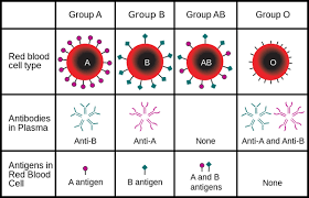 Still No Evidence For Blood Type Diet Human World Earthsky Blood type diets are a system of eating which categorize foods as beneficial, neutral, or harmful. still no evidence for blood type diet