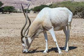 A list of african animals beginning with all letters of the alphabet from a to z. An Exhaustive List Of African Animals With Some Stunning Photos Animal Sake