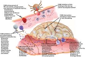 Pdf Novel Diagnosis Of Lyme Disease Potential For Cam Intervention Semantic Scholar