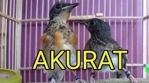 Maybe you would like to learn more about one of these? Cara Membedakan Anakan Murai Batu Jantan Dan Betina Umur 1 Bulan Youtube