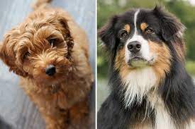 Australian kelpie australian shepherd australian terrier azawakh barbet basenji basset hound beabull beagle beaglier bearded collie i am a handsome male aussiedoodle puppy. Australian Shepherd Labradoodle Mix Meet The Smart Sensitive Aussiedoodle Dog Anything German Shepherd