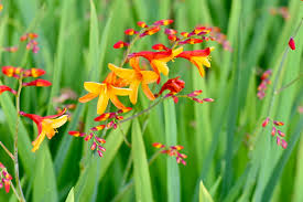 Image result for Dierama parviflorum