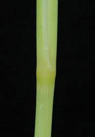 Image result for Sporobolus festivus