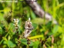 Image result for Syngrapha parilis