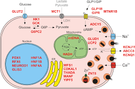 Frontiers Human Pluripotent Stem Cells To Model Islet Defects In Diabetes Endocrinology