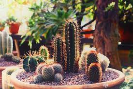 Choosing the pot or container for your cactus is very important and can affect your plant's health. How Big Of A Pot Does A Cactus Need Cactusway