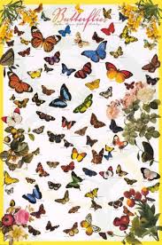 24x36 Variety Of Butterflies Educational Chart Poster