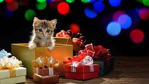 Hd wallpapers and background images Merry Christmas It S A Kitten Aww