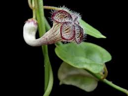 Image result for Ceropegia claviloba