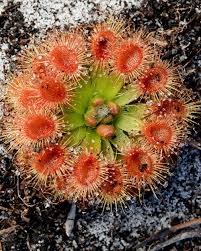 Image result for Drosera pilosa